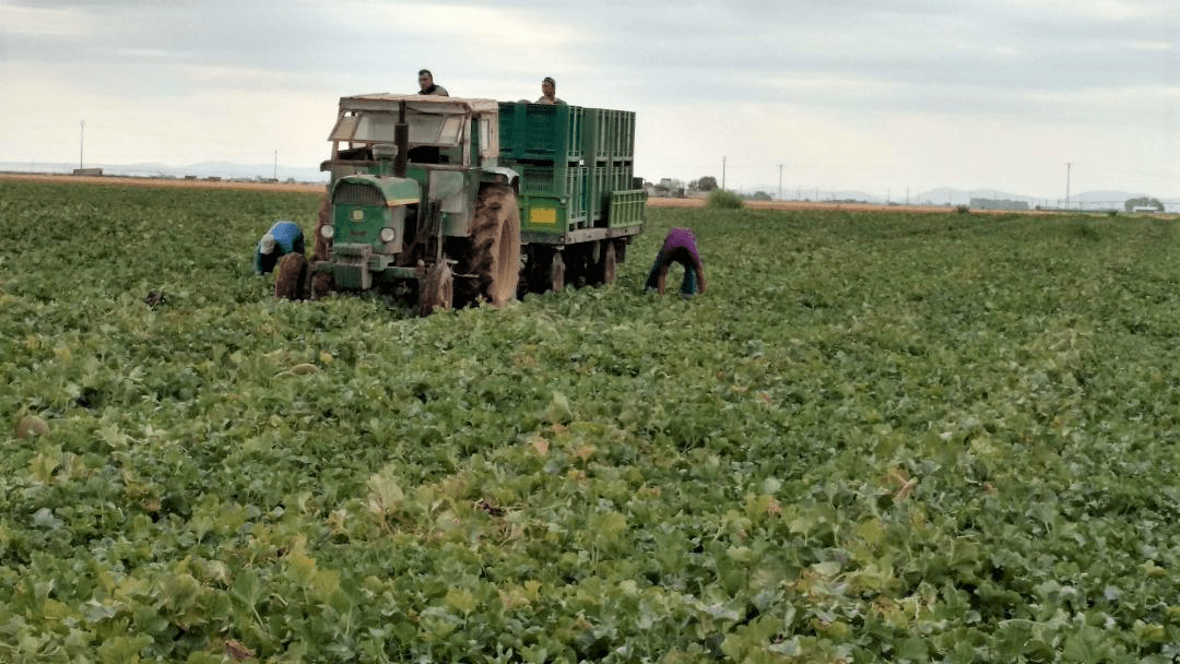 sotero (2)|Castilla-La-Mancha-Horti